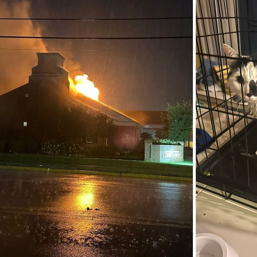 Albertville library fire and cat Alabama News