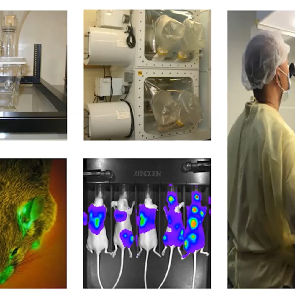 UAB RESEARCH ANIMALS Alabama News