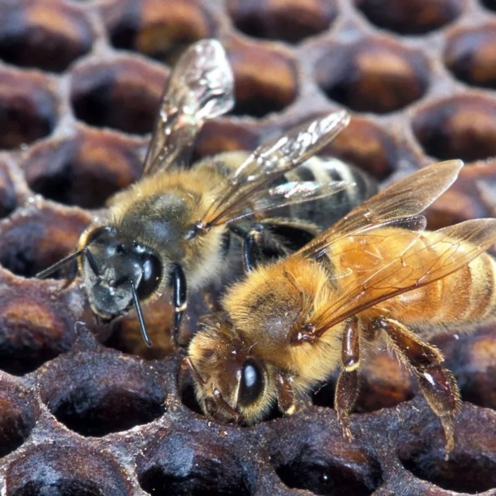 africanized honey bees Alabama News