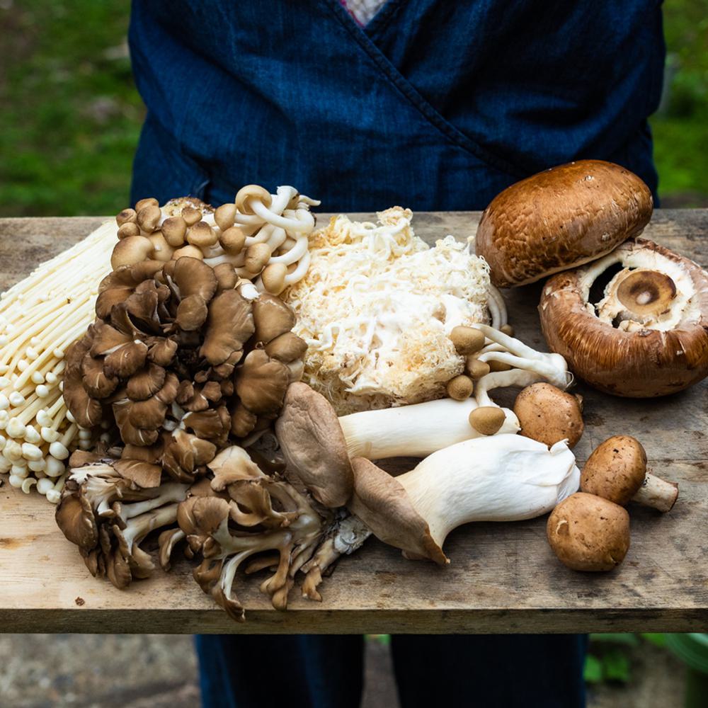 mushroom foraging Alabama News