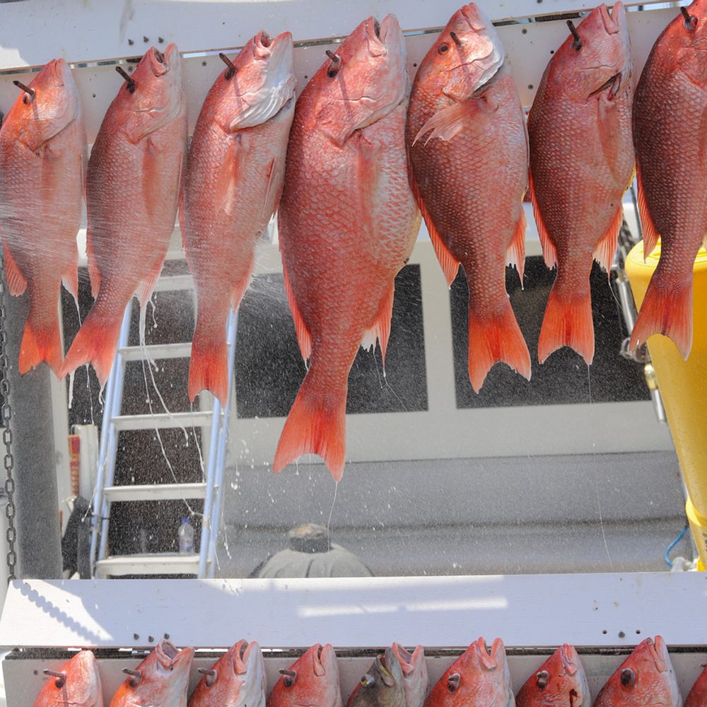 red snapper Alabama News