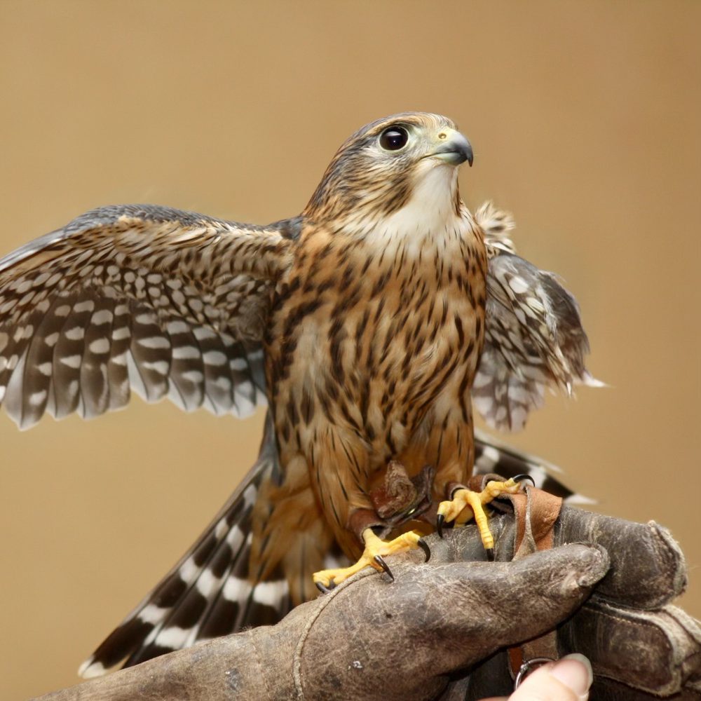 Bird Alabama News