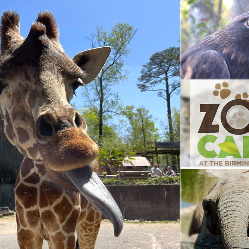 BIRMINGHAM ZOO Alabama News