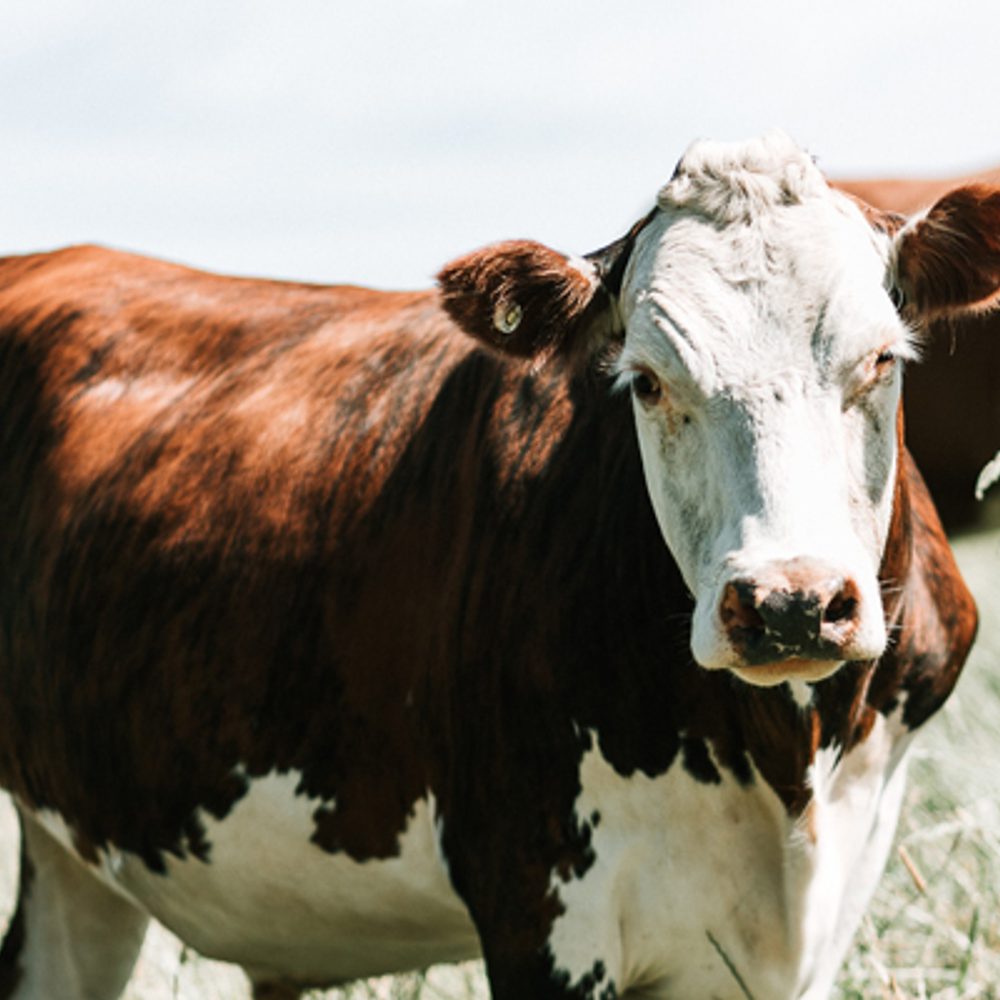 Cattle James Coleman unsplash com Alabama News