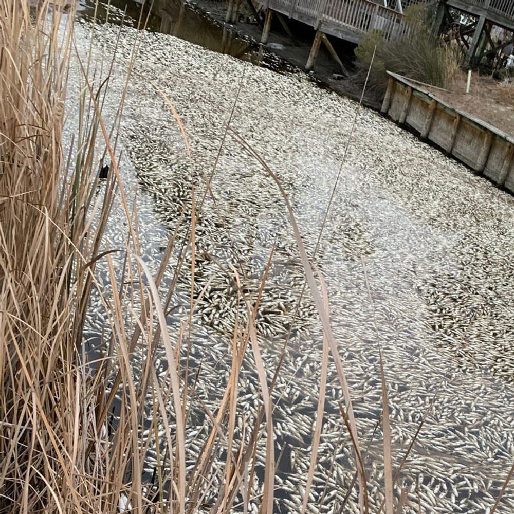 Dead fish Alabama News