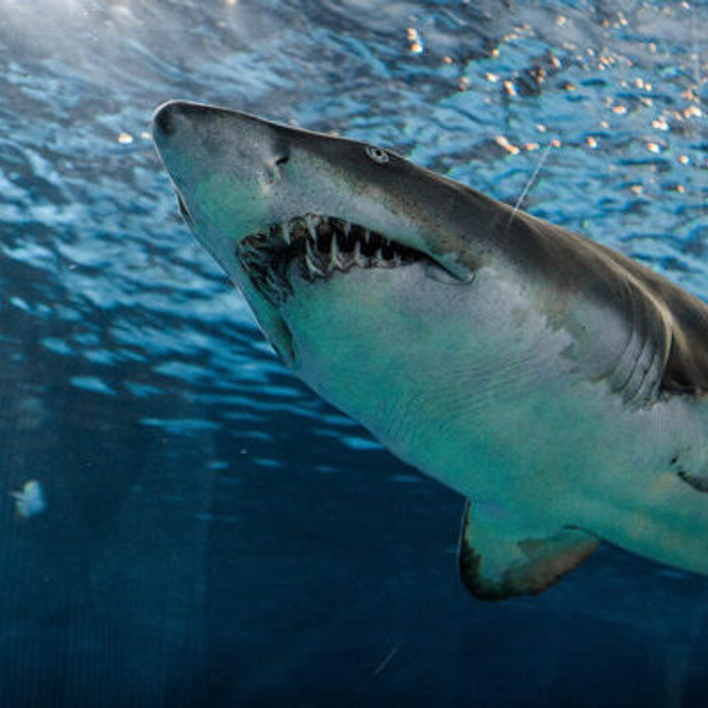 Shark 2 Marcelo Cidrack unsplash com Alabama News