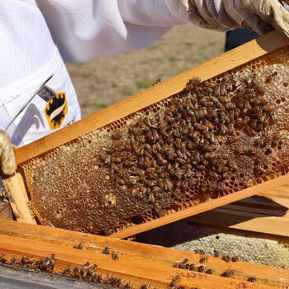 Beekeepers Alabama News
