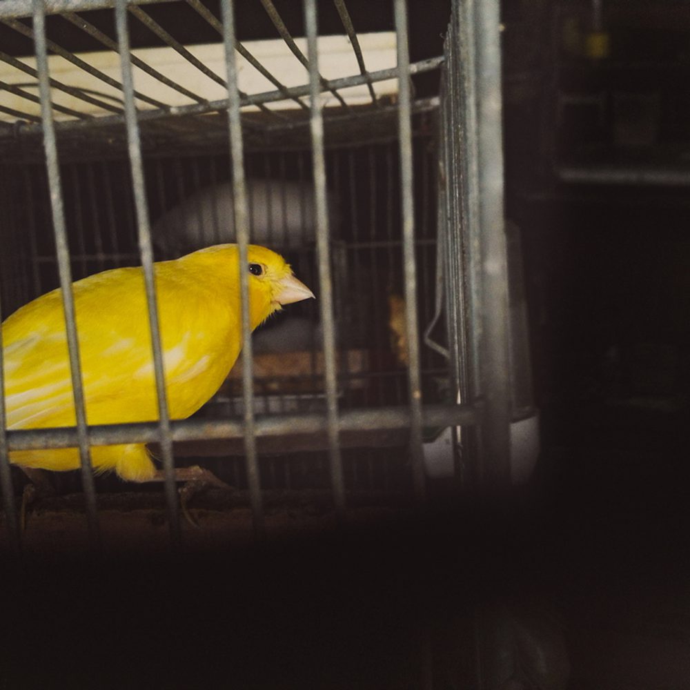Alabama political news canary Alabama News
