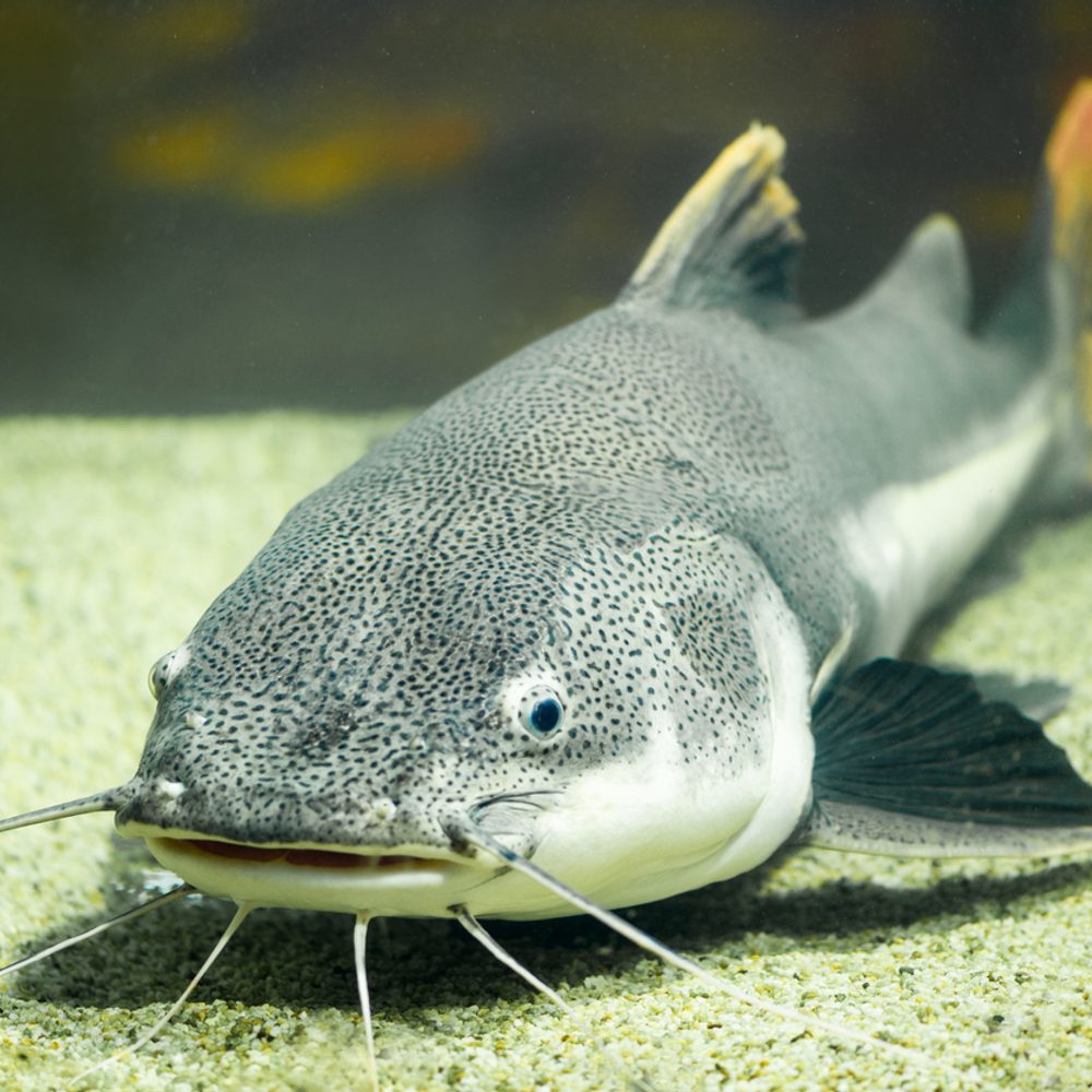 catfish industry Alabama News