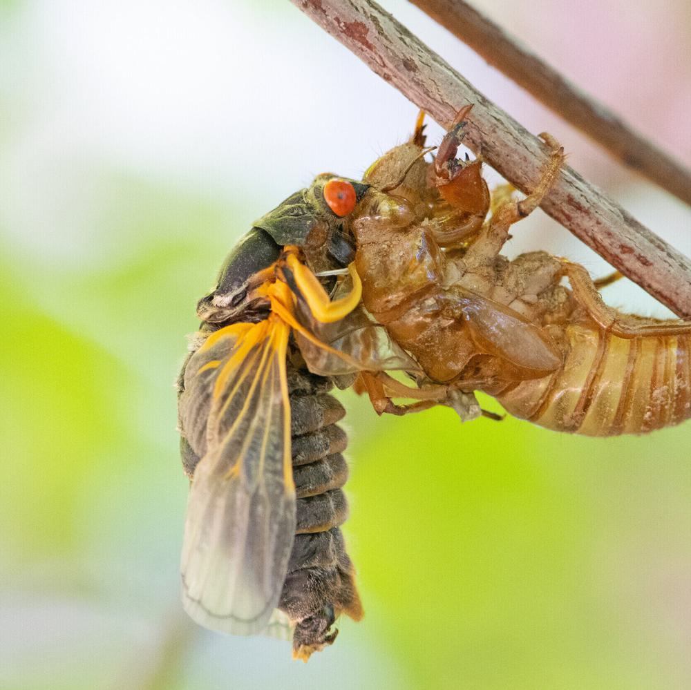 Cicadas Alabama News