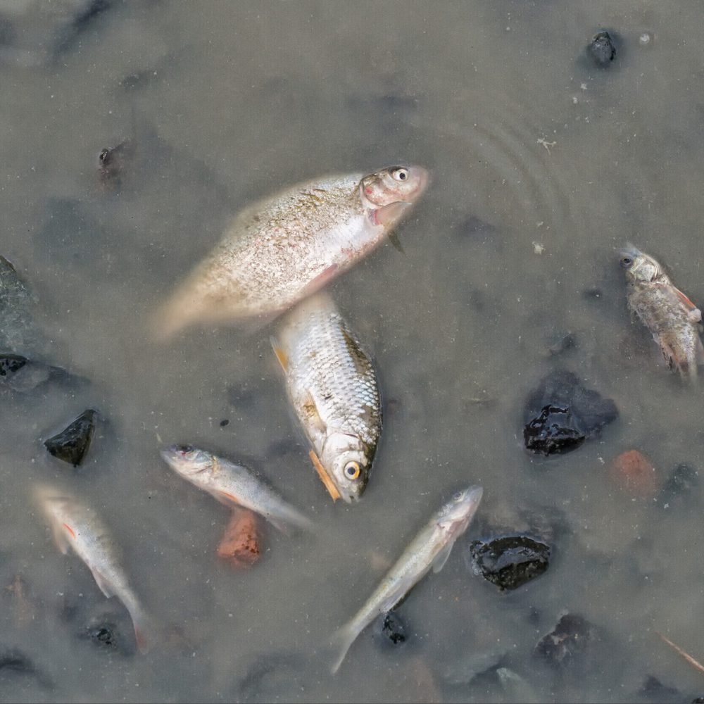 dead fish Alabama News