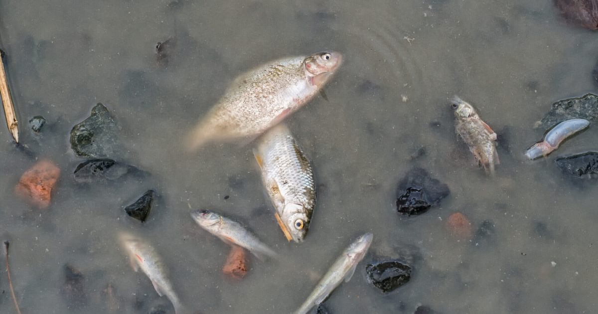 Department of Public Health issues fish consumption advisory ...