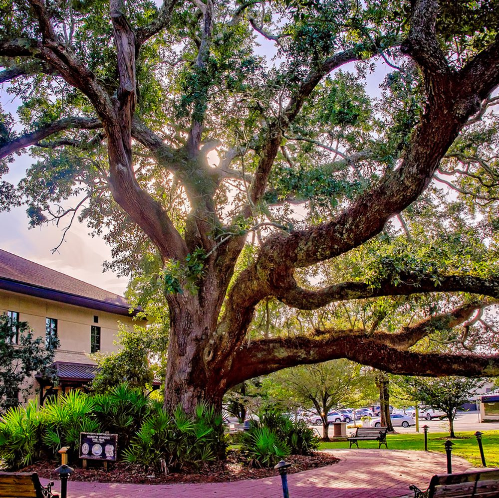 Alabama political news fairhope oak Alabama News