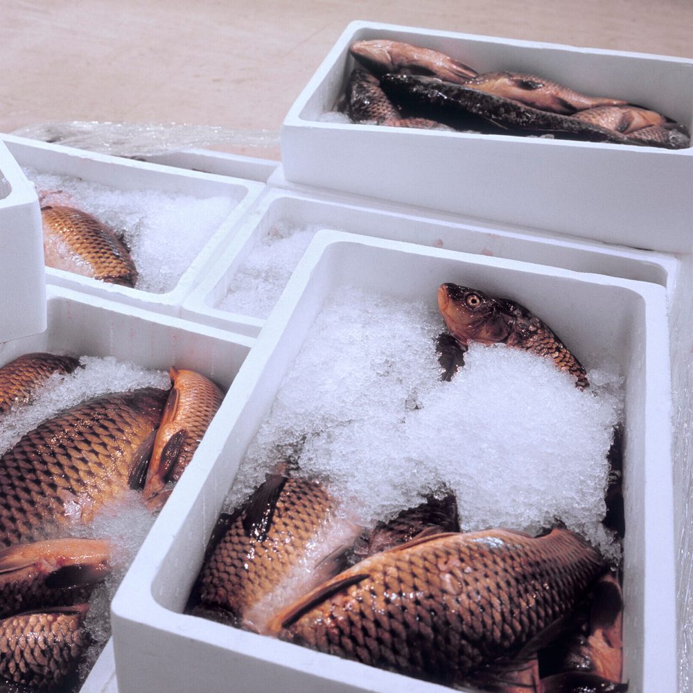 fish on ice Alabama News