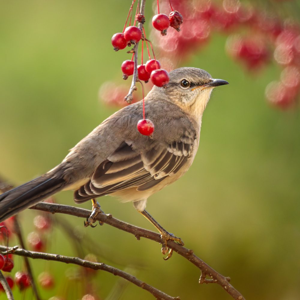 Alabama political news mockingbird Alabama News