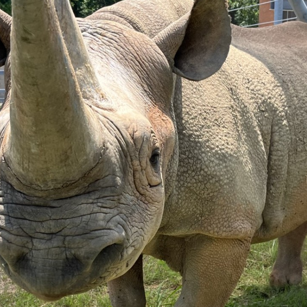 moyo birmingham zoo Alabama News