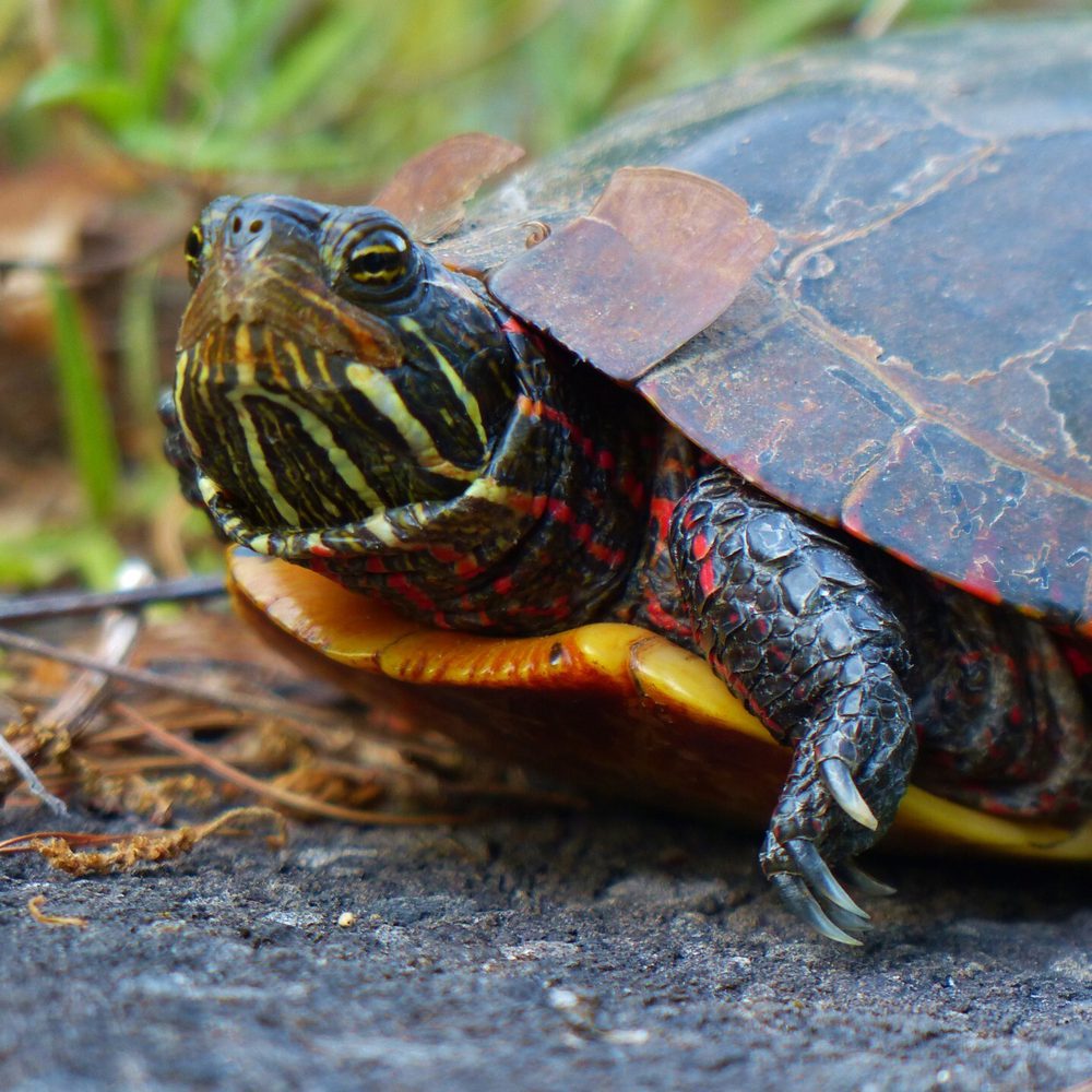 Alabama political news turtle Alabama News