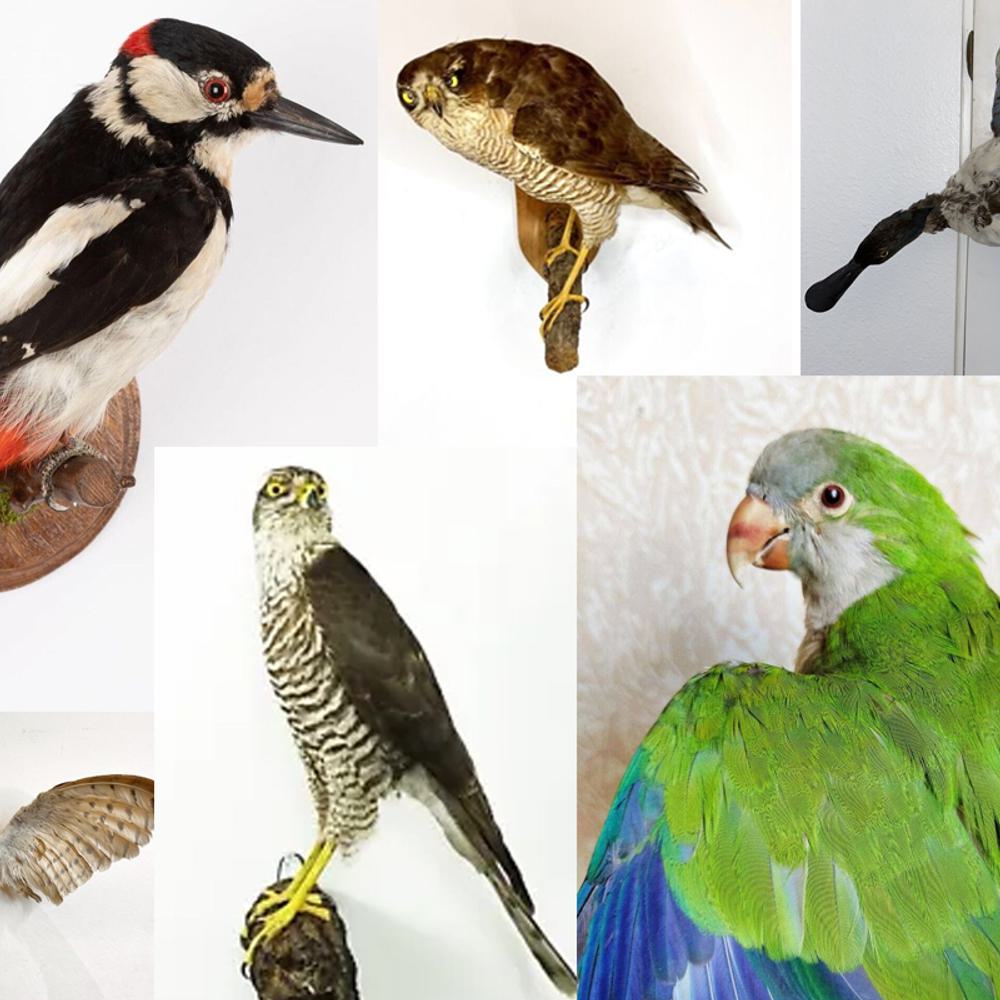 Bird trafficking Alabama News