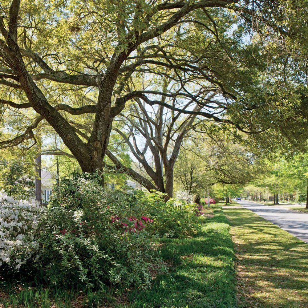 Canopy Alabama News