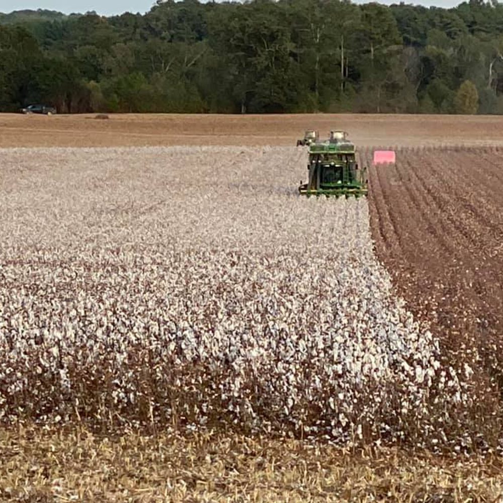 Cotton harvest, Limestone County, Ala., October 16, 2019 Alabama News
