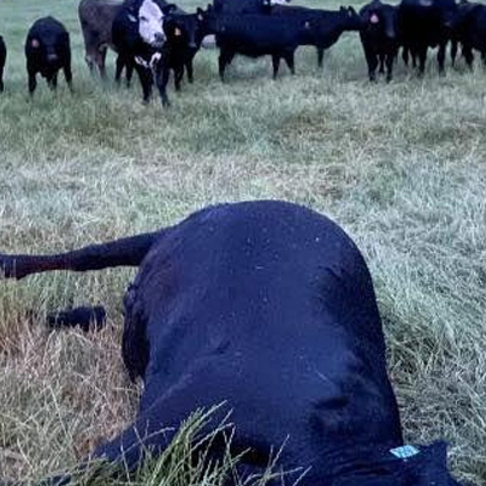 Cow Alabama News