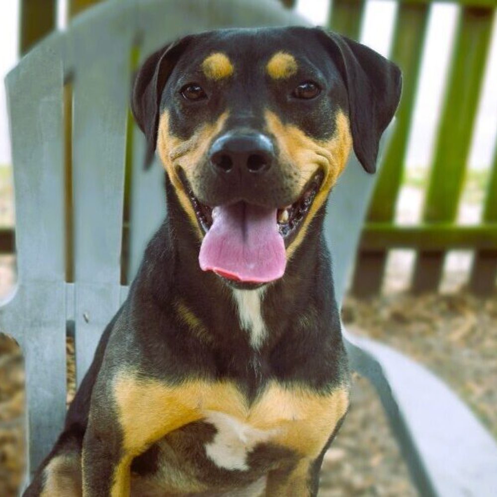 Dog Alabama News