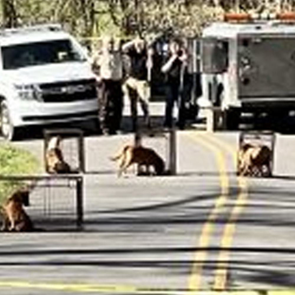 Dogs captured Alabama News