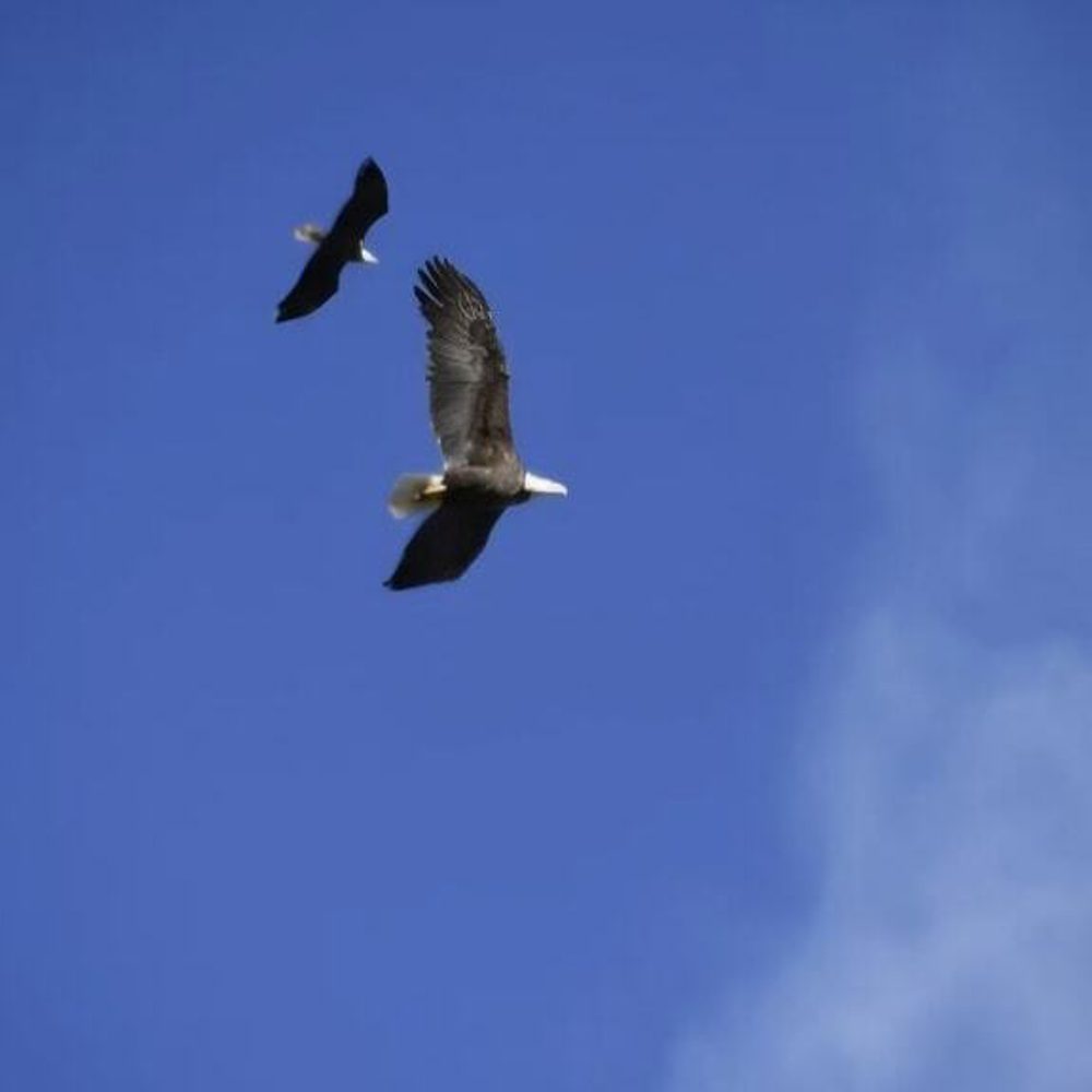 Eagles flight Alabama News