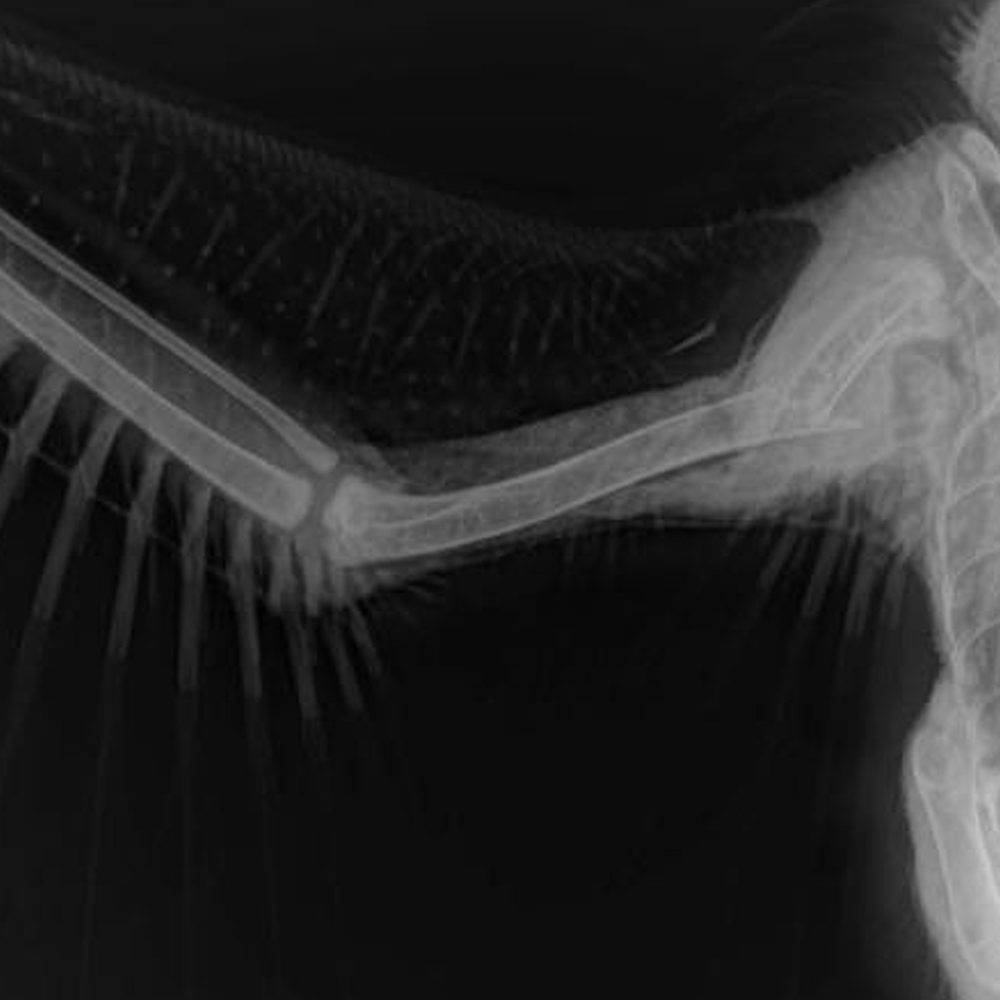 Eaglet x ray Alabama News