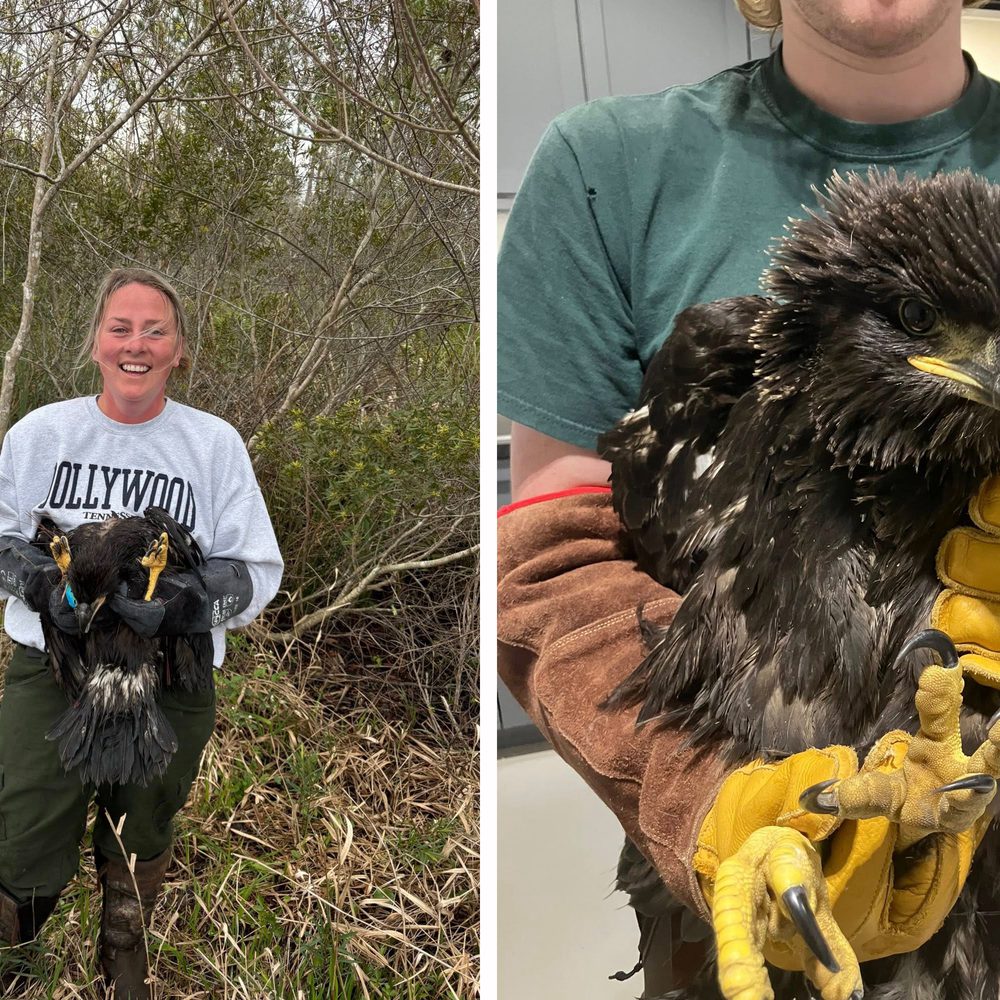 Eaglets 2 Alabama News
