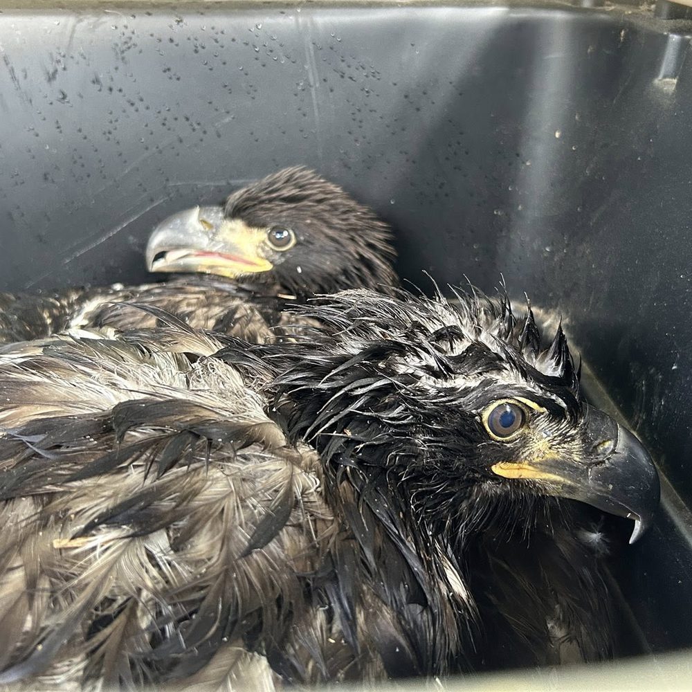 Eaglets Alabama News