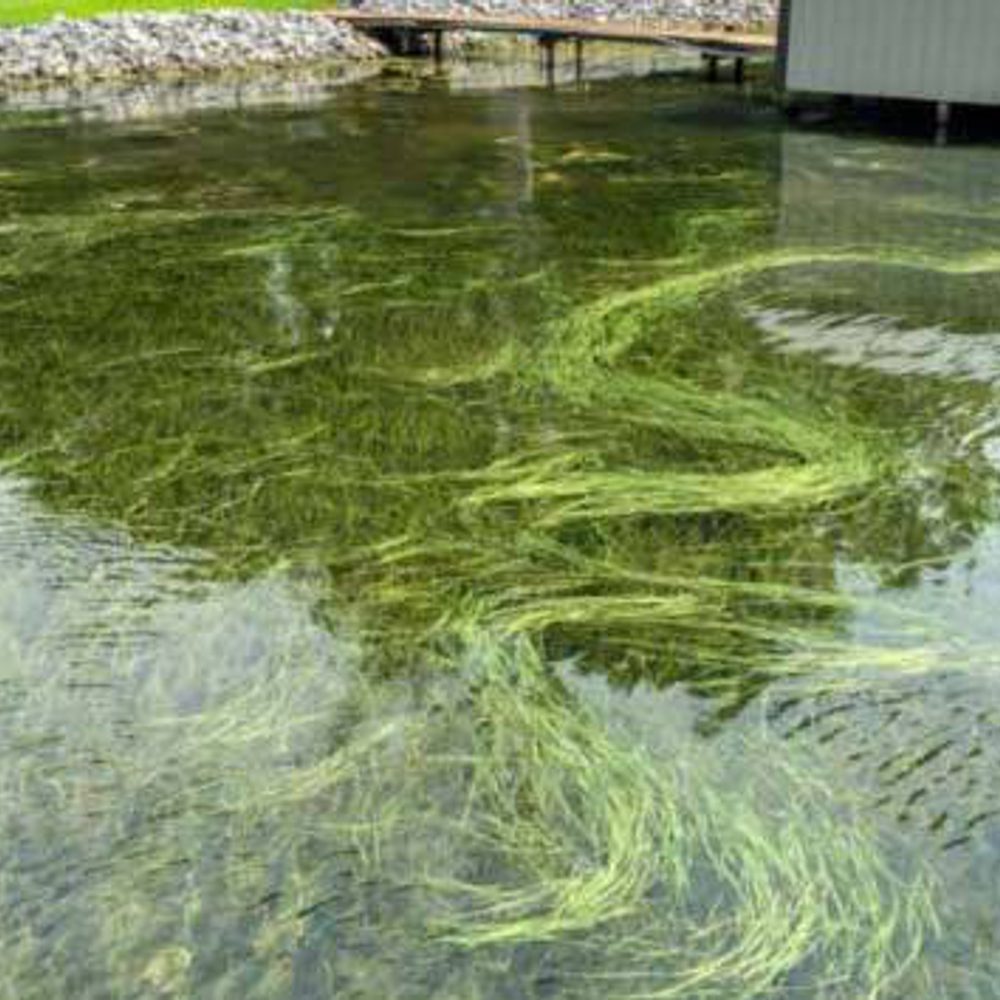 Eelgrass Alabama News