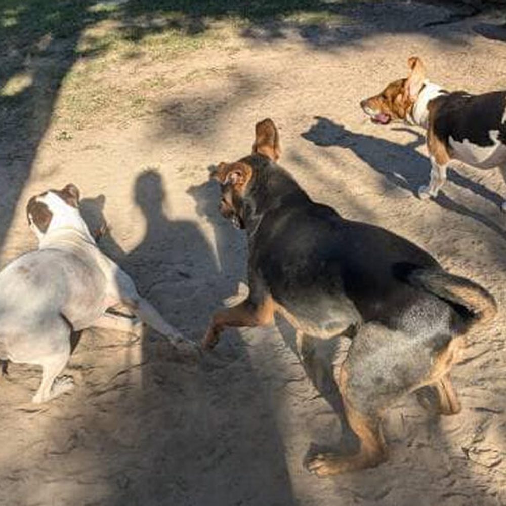 File photo of dogs Erica Thomas Alabama News