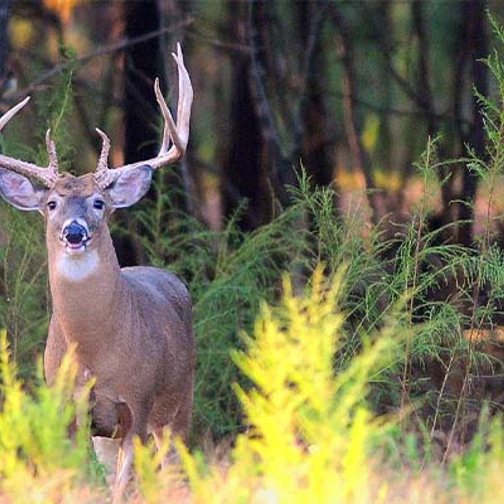 File 3d85c30b e855 4a8f aea7 2749cb384e77 Alabama News