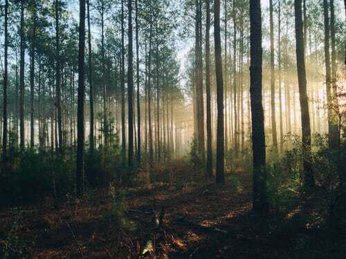 Forest photo by Steven Kamenar