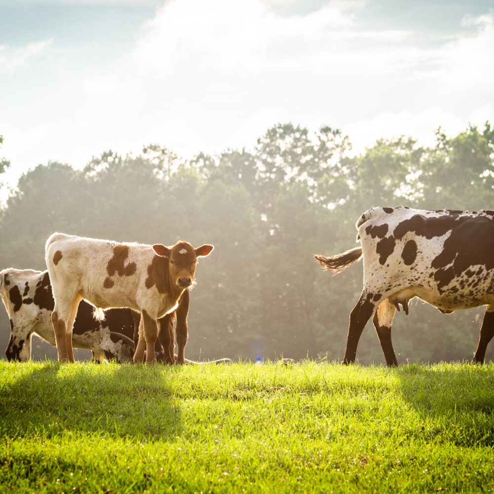 Alabama farmland Alabama News