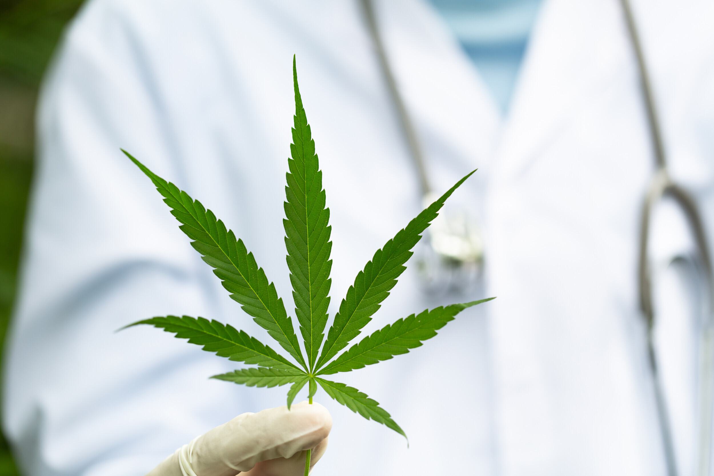 marijuana leaf held by doctor