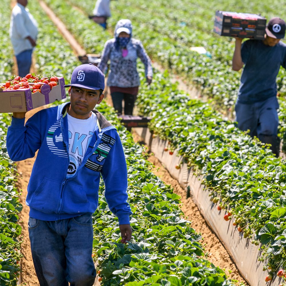 immigrant agriculture workers Alabama News