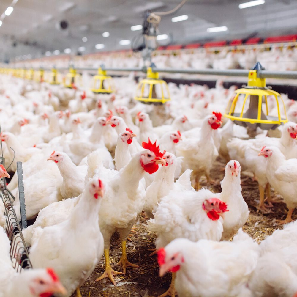 chickens Alabama News