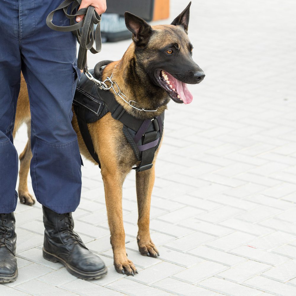K9 dog Alabama News