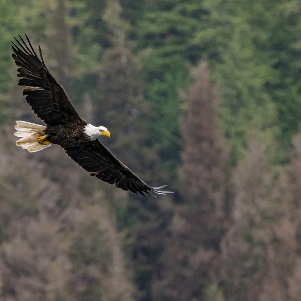 bald eagle Alabama News