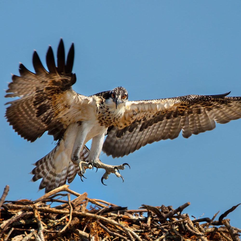 osprey Alabama News