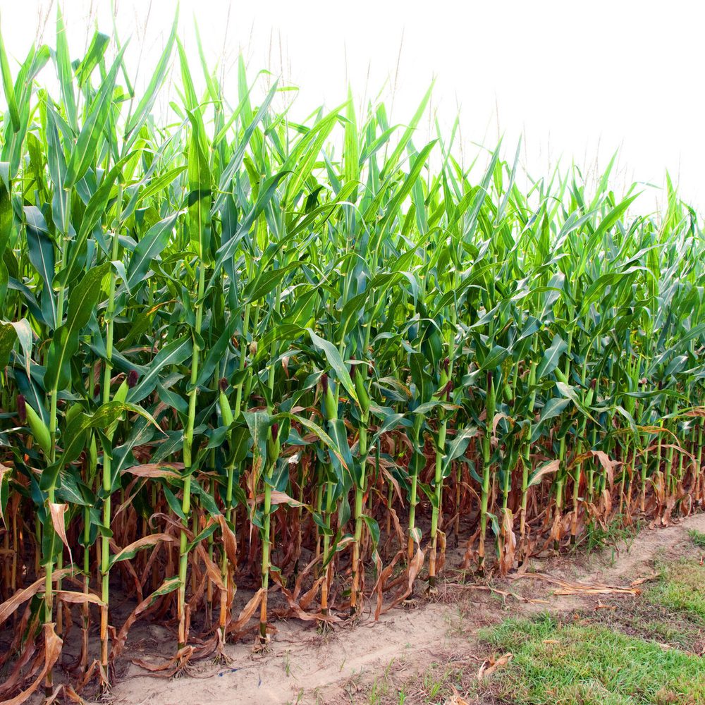 South Alabama cornfield Alabama News