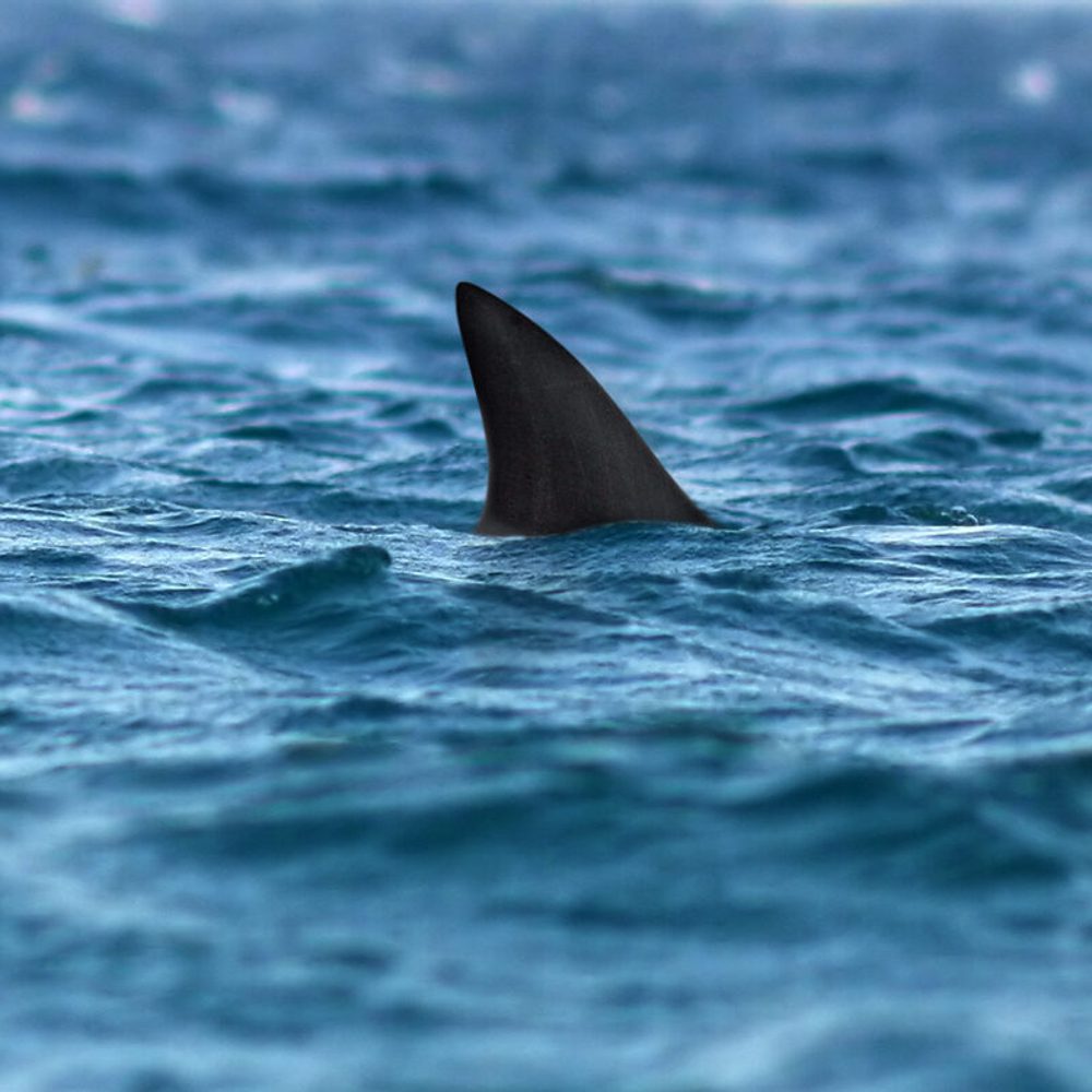 Shark Alabama News