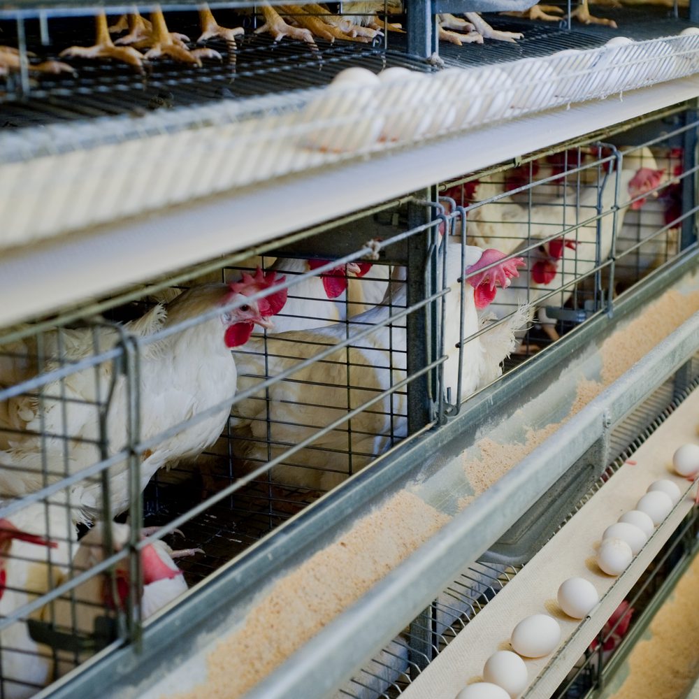 Egg farm Alabama News