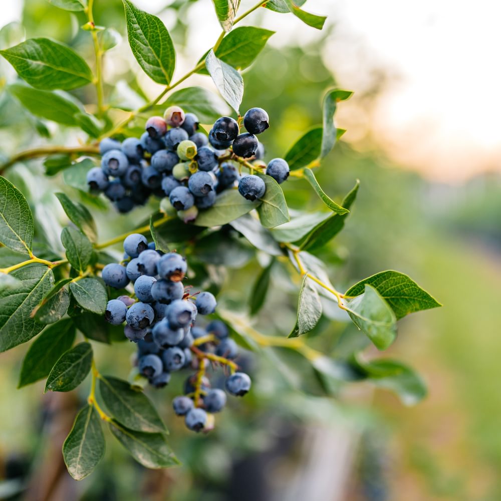 blueberries Alabama News