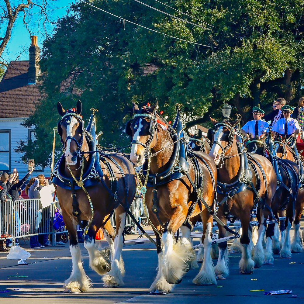 horse mardi gras Alabama News