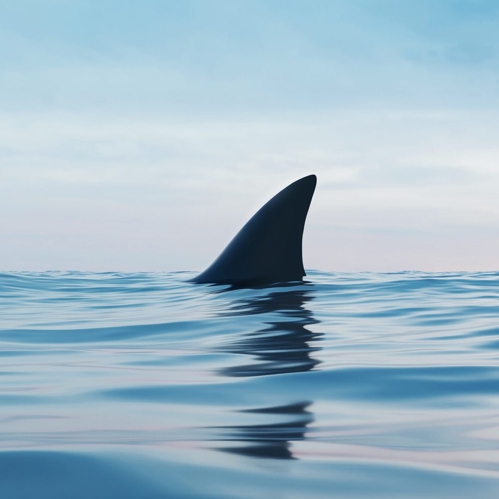 shark fin Alabama News