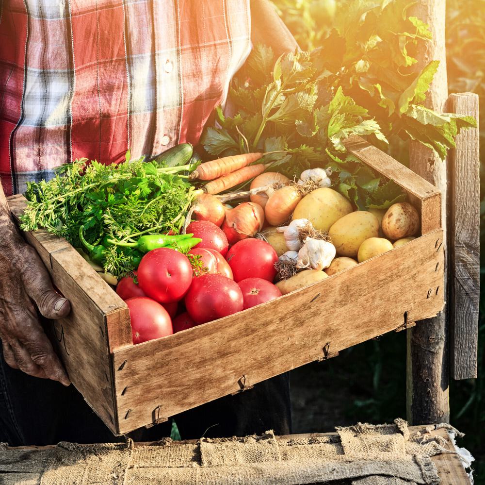 Old man holding wooden crate filled with fresh vegetables - tomatoes, carrots, garlic and potatoes. Alabama News
