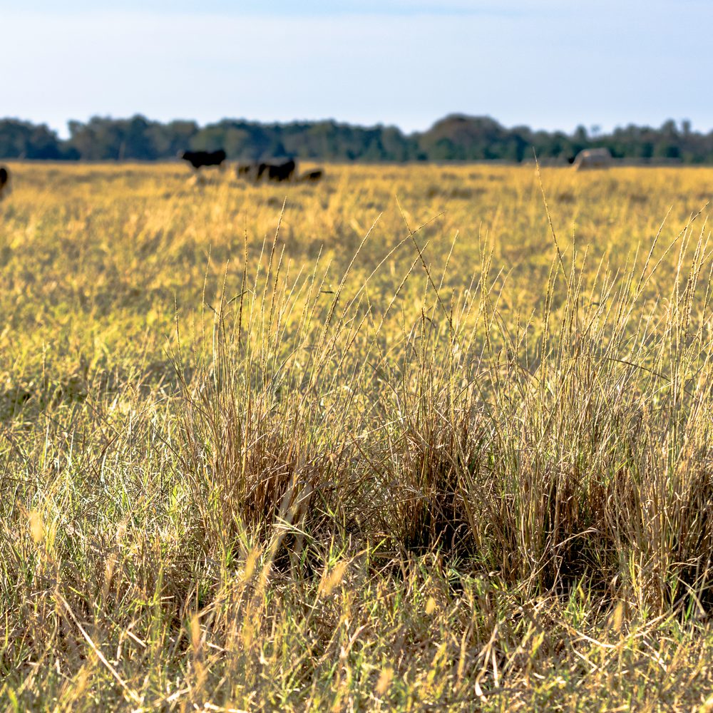 Drought, Alabama Alabama News